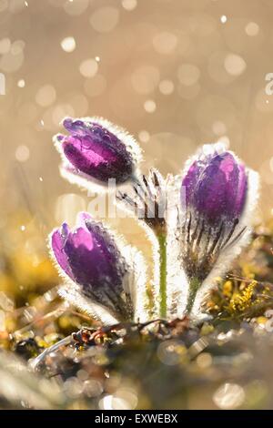 Küchenschelle, Pulsatilla Vulgaris, Oberpfalz, Bayern, Deutschland, Europa Stockfoto