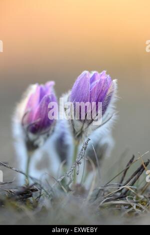 Küchenschelle, Pulsatilla Vulgaris, Oberpfalz, Bayern, Deutschland, Europa Stockfoto