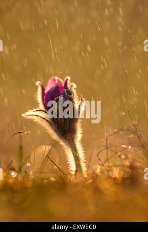 Küchenschelle, Pulsatilla Vulgaris, Oberpfalz, Bayern, Deutschland, Europa Stockfoto