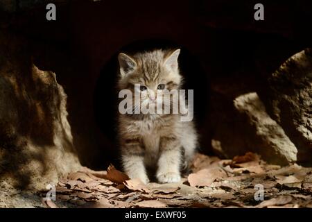Europäische Wildkatze Kätzchen im Nationalpark Bayerischer Wald, Deutschland Stockfoto