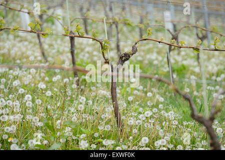 Weinberg im Frühjahr, Steiermark, Österreich Stockfoto