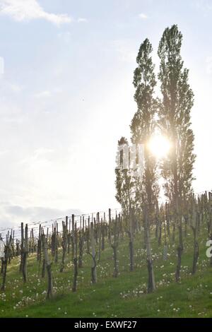 Weinberg im Frühjahr, Steiermark, Österreich Stockfoto