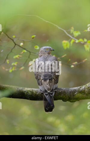 Wespenbussard auf einem Ast im Nationalpark Bayerischer Wald, Deutschland Stockfoto