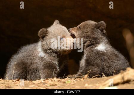 Zwei braune Bärenjungen im Nationalpark Bayerischer Wald, Deutschland Stockfoto