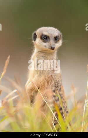 Erdmännchen (Suricata Suricatta) im Rasen Stockfoto