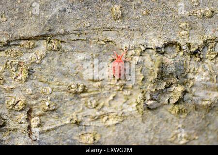 Nahaufnahme einer samt Milbe (Trombidium Holosericeum) auf eine Rinde Stockfoto