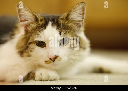 Katze auf dem Boden liegend Stockfoto