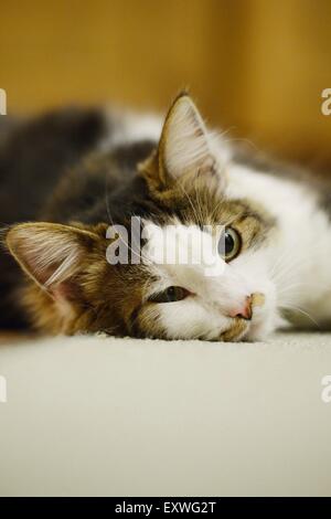 Katze auf dem Boden liegend Stockfoto