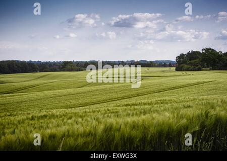 Gerste Feld, Probstei, Schleswig Holstein, Deutschland, Europa Stockfoto