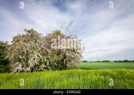 Weißdorn und Gerste Feld, Kreis Segeberg, Schleswig-Holstein, Deutschland, Europa Stockfoto