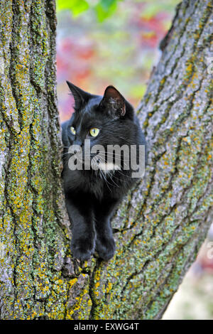 Schwarze Katze sitzt im Baum, zwischen zwei Protokolle, beobachten Stockfoto