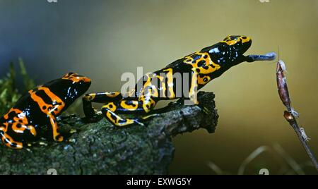 Zwei gelb gebändert Pfeilgiftfrösche, Dendrobates leucomelas Stockfoto