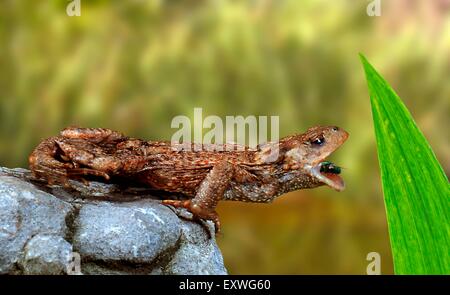 Europäische grüne Kröte, Bufo Viridis, mit Beute Stockfoto