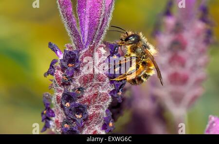 Biene auf spanischer Lavendel Stockfoto