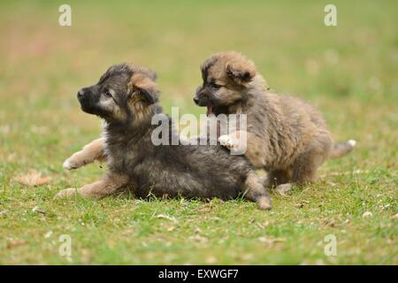 Zwei gemischte Rasse Hund Welpen in einem Garten Stockfoto