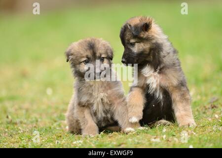 Zwei gemischte Rasse Hund Welpen in einem Garten Stockfoto