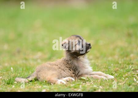 Mischling Hund Welpen in einem Garten Stockfoto