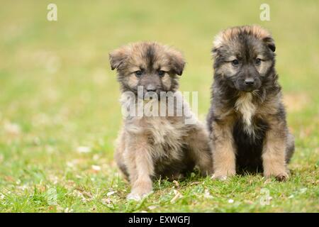 Zwei gemischte Rasse Hund Welpen in einem Garten Stockfoto