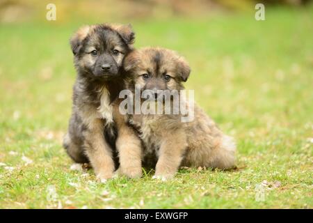 Zwei gemischte Rasse Hund Welpen in einem Garten Stockfoto