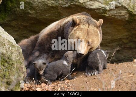 Braunbär (Ursus Arctos) Welpen mit Mutter im Nationalpark Bayerischer Wald, Deutschland Stockfoto