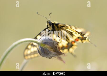 Nahaufnahme von einer alten Welt Schwalbenschwanz (Papilio Machaon) Stockfoto