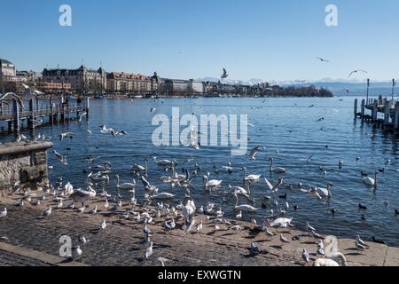 Schwäne und Vögel, Zürichsee, Zürich, Schweiz, Europa Stockfoto