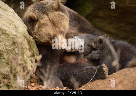 Braunbär (Ursus Arctos) Welpen mit Mutter im Nationalpark Bayerischer Wald, Deutschland Stockfoto