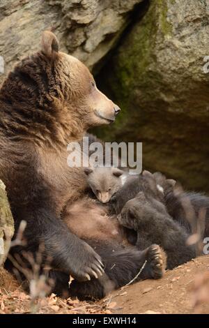 Braunbär (Ursus Arctos) Welpen mit Mutter im Nationalpark Bayerischer Wald, Deutschland Stockfoto