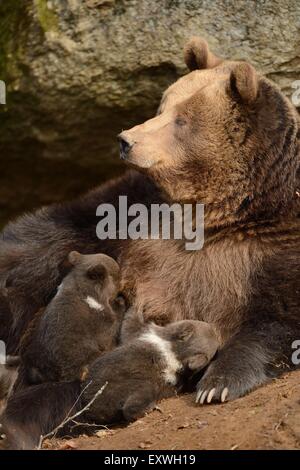 Braunbär (Ursus Arctos) Welpen mit Mutter im Nationalpark Bayerischer Wald, Deutschland Stockfoto