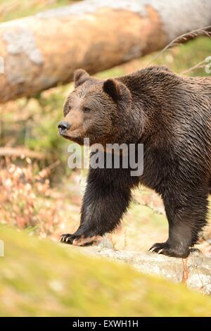 Braunbär (Ursus Arctos) im Nationalpark Bayerischer Wald, Deutschland Stockfoto