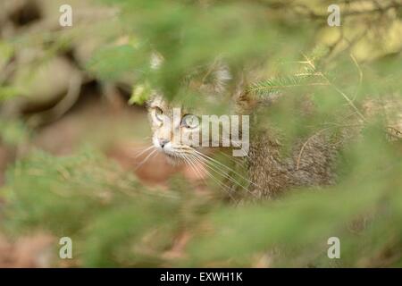 Europäische Wildkatze (Felis Silvestris Silvestris) im Nationalpark Bayerischer Wald, Deutschland Stockfoto