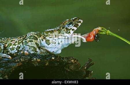 Europäische grüne Kröte, Bufo viridis Stockfoto