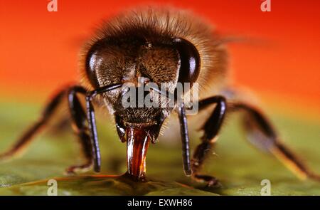 Honigbiene, Apis Mellifera, auf der Suche nach Nektar Stockfoto