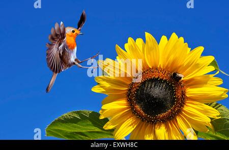 Rotkehlchen, Erithacus Rubecula, fliegen auf Sonnenblume Stockfoto