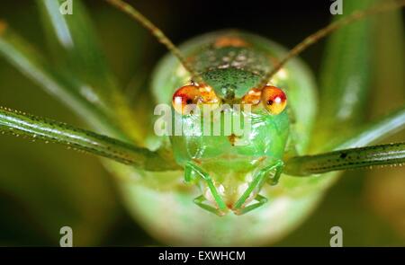 Große grüne Bush-Cricket (Tettigonia Viridissima), portrait Stockfoto