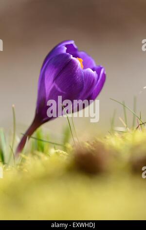 Nahaufnahme von einem inländischen Krokus (Crocus Vernus) Stockfoto