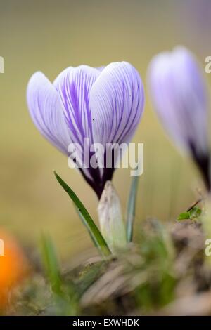 Nahaufnahme von einem inländischen Krokus (Crocus Vernus) Stockfoto