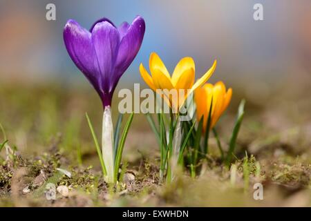 Nahaufnahme von einem inländischen Krokus (Crocus Vernus) Stockfoto