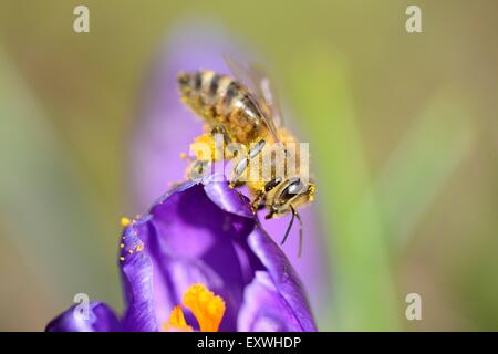 Nahaufnahme einer Honigbiene (Apis Mellifera) auf einem inländischen Krokus (Crocus Vernus) Stockfoto