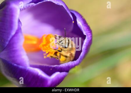 Nahaufnahme einer Honigbiene (Apis Mellifera) auf einem inländischen Krokus (Crocus Vernus) Stockfoto