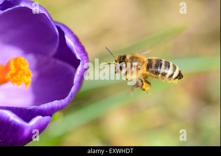 Nahaufnahme einer Honigbiene (Apis Mellifera) auf einem inländischen Krokus (Crocus Vernus) Stockfoto