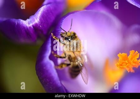 Nahaufnahme einer Honigbiene (Apis Mellifera) auf einem inländischen Krokus (Crocus Vernus) Stockfoto