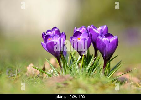 Nahaufnahme von einem inländischen Krokus (Crocus Vernus) Stockfoto