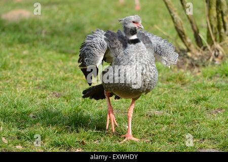 Südlichen Screamer (Chauna Torquata) zu Fuß auf einer Wiese Stockfoto