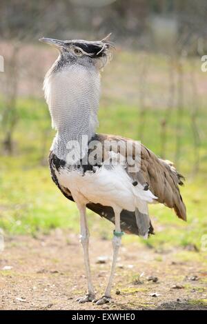 Kori Bustard (Ardeotis Kori) in einem zoo Stockfoto