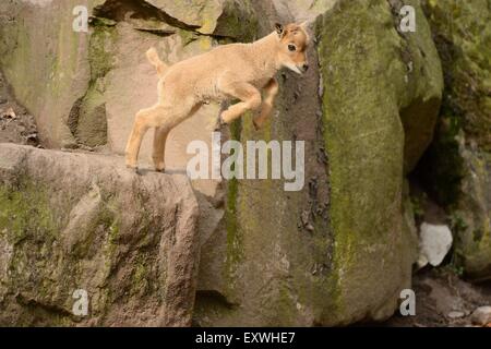 Mähnenspringer (Ammotragus Lervia) Lamm aus einem Felsen springen Stockfoto