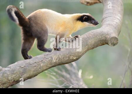 Gelb-throated Marder (Martes Flavigula) auf einen Baum klettern Stockfoto