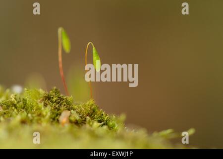 Nahaufnahme von Moos mit Spore Kapseln Stockfoto