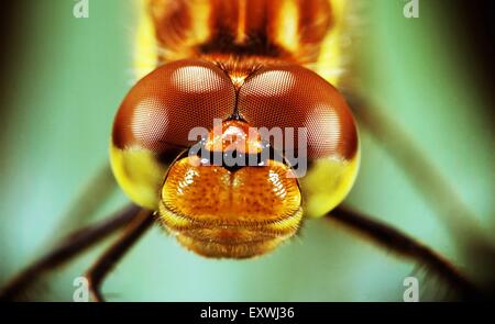 Facettenauge einer Libelle Stockfoto