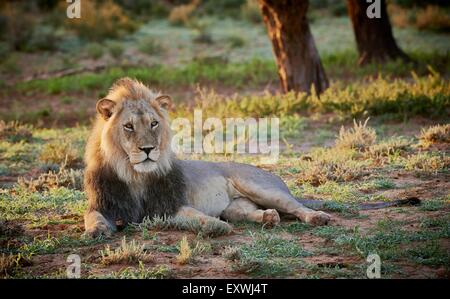 Löwe, Kgalagadi Transfrontier Park, Kalahari, Südafrika, Botswana Stockfoto